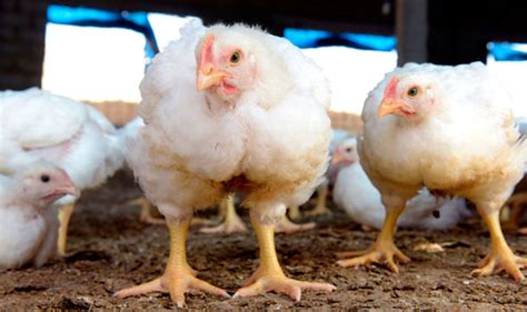 Peter parks/afp via getty images. Bird flu returns to Vietnam: Hundreds of birds killed and ...