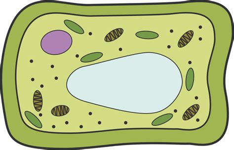 Plant Cell Diagram Quizlet