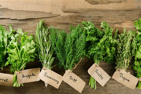 8 Easiest Herbs To Grow In Your Kitchen Garden Iproperty Com My