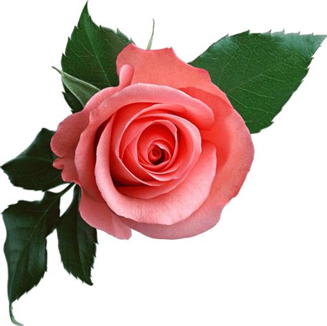 Rose Flower Png Images Best Flower Site