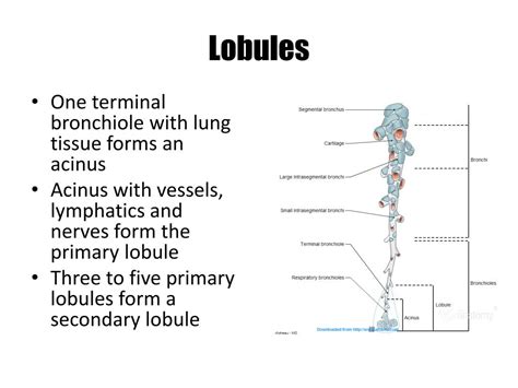 Ppt Lung Anatomy Powerpoint Presentation Free Download Id1921812