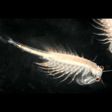 Live Artemia Brine Shrimp 150ml Aber Aquatic Είδη Ενυδρείων
