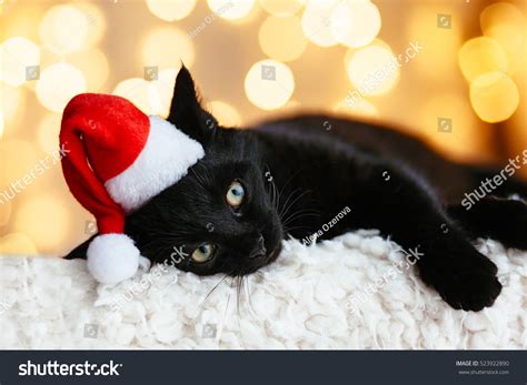 Black Cat Santa Hat Sitting Over Stock Photo 523922890 Shutterstock