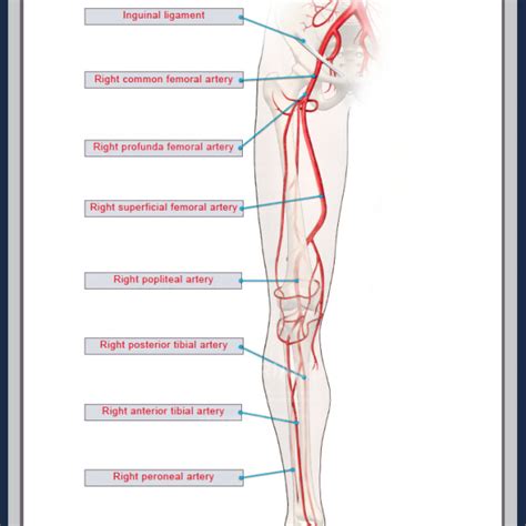 Main Arteries In Legs Hot Sex Picture