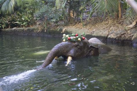 Video For Christmas Disneyland Adds More Jingle To Its Jungle Cruise
