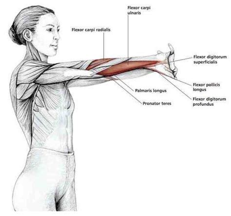 Palms Out Forearm Stretch Shoulder Stretching Exercises Forearm