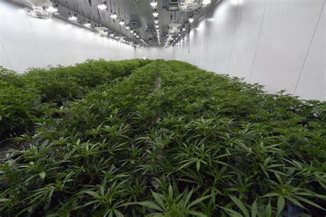 Nj Town Cant Block Medical Weed Growing Facility Court Rules