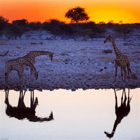 Stunning Wildlife Photos From Around The World Wildlife Photos