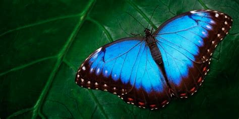 450 especies de mariposas están en rápido declive debido a los otoños