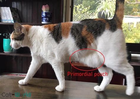 The Primordial Pouch Is A Loose Flap Of Skin Which Runs Along The Length Of The Cat S Belly And