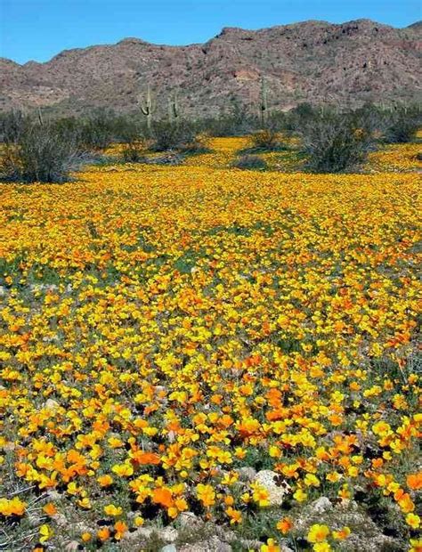 Flowers bloom february to april. When God Plants a Garden | Arizona plants, Yuma arizona ...