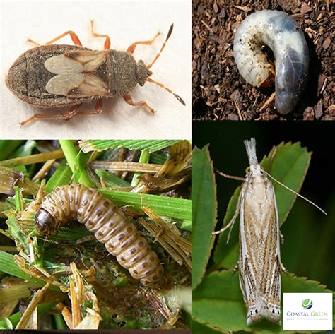 Is Your Lawn Experiencing Chinch Bugs Or Sod Web Worms Let Our