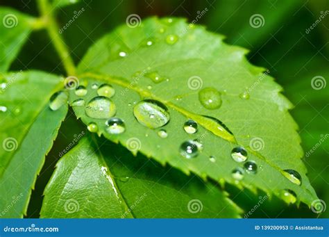 Drops Of Dew In The Green Leaves Beautiful Nature Background With