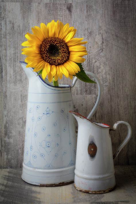 Sunflower In Antique French Pitcher Photograph By Garry Gay Fine Art America