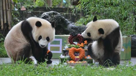 Giant Panda Twins Celebrate Second Birthday Youtube