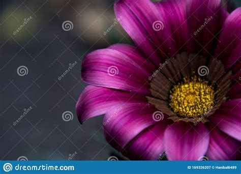 Beautiful Purple Flower Close Up In Wild Nature Stock Image Image Of