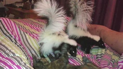 Cute Alert Baby Skunks Playing With A Kitten Youtube