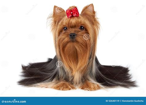 Purebred Yorkshire Terrier Stock Image Image Of Little 52640119