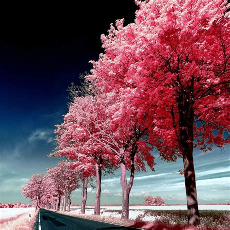 Download Roadside Pink Trees 2048 X 2048 Wallpapers