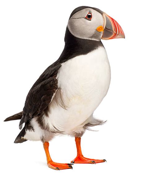 Puffin Stock Photos Pictures And Royalty Free Images Istock