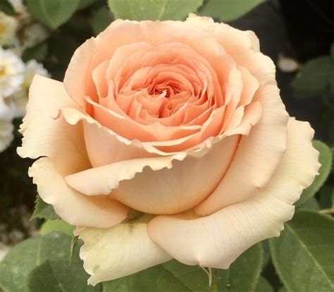 Lady Capri Hybrid Tea Garden Roses Pococks Roses The Cornish Rose Company