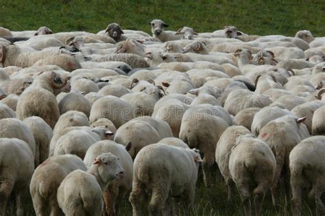 Sheep S Backs Stock Photo Image Of Back Fleece Sheep 63316164