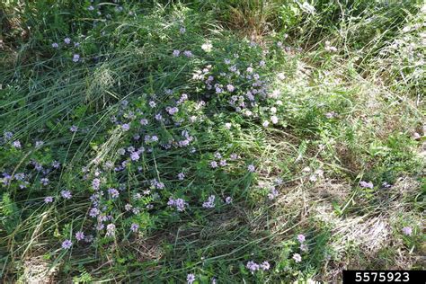 Purple Crown Vetch Securigera Varia Fabales Fabaceae Leguminosae