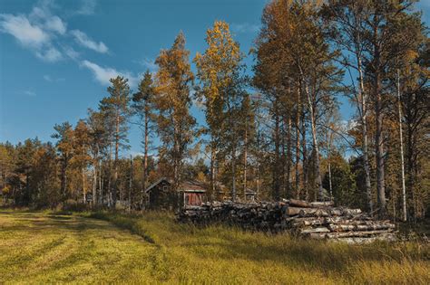 Photo Lapland Region Finland Ivalo Autumn Nature Wood Log Grass