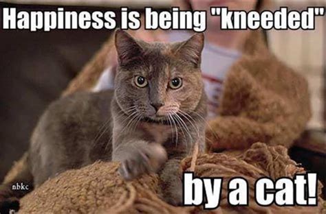 hilarious memes     hazards  cat ownership