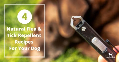 4 Natural Flea And Tick Repellent Recipes For Your Dog Dogs Naturally