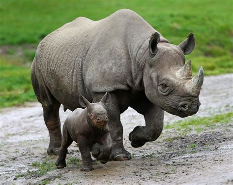 Watch This Rare Black Rhino Give Birth Huffpost