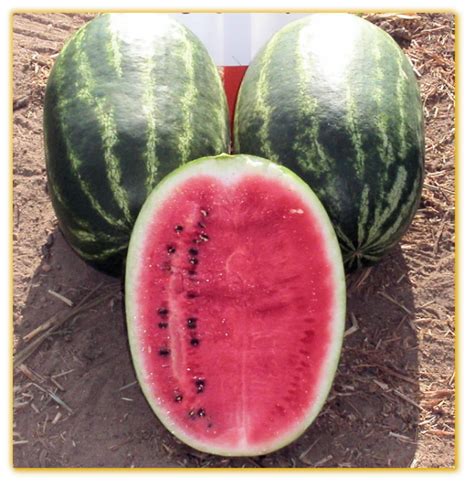 Watermelon Gvs 53345 F1 Hybrid Vegetable Seed Golden Valley Seed