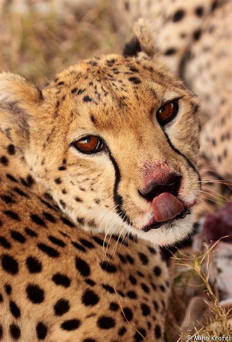 Female Cheetah Big Cats Pinterest