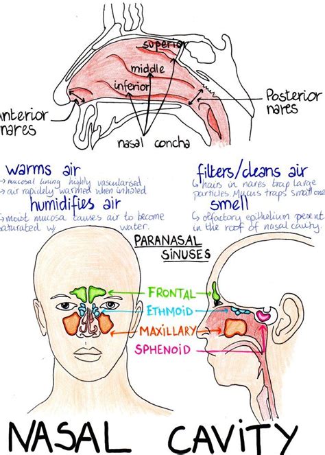 Respiratory System Medical Student Study Basic Anatomy And