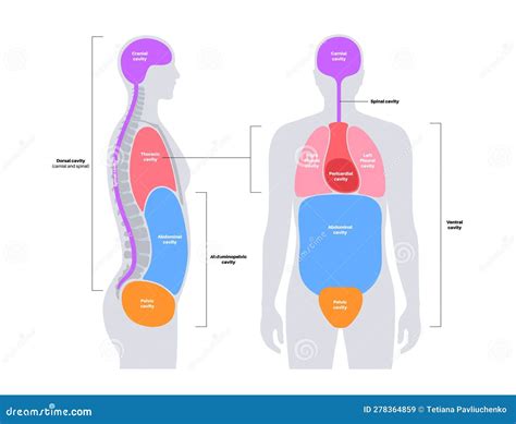 Body Cavities Poster Stock Vector Illustration Of Compartment 278364859