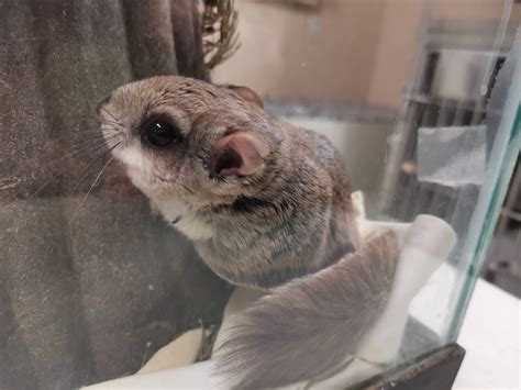 Natural forest area incorporating large trees, small trees, rockwork, mounds of mud for digging and tunneling, etc. Aspen Valley Wildlife Sanctuary Welcomes Flying Squirrels ...