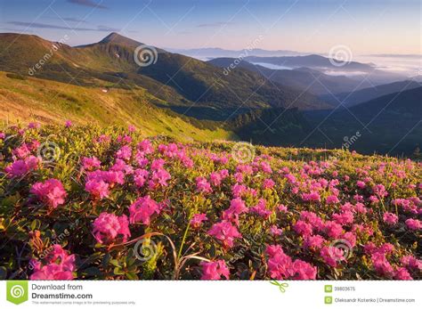 Summer Flowers In The Mountains Stock Photo Image 39803675