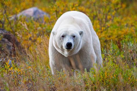 22 Spot Polar Bears International Traveller Magazine