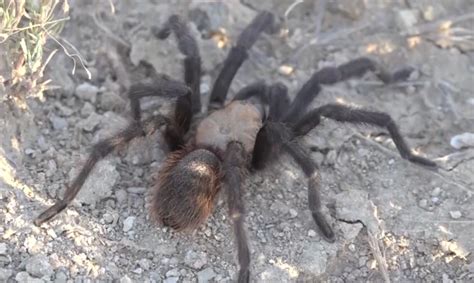 Colorados Annual Tarantula Migration Is A Must See Vermin Event