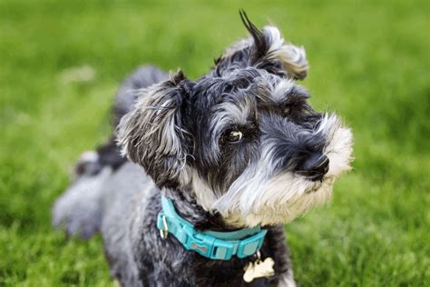 33 Best Small Dog Breeds Pictures Hypoallergenic Quiet