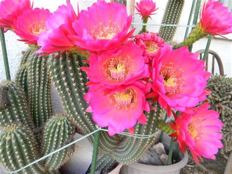 Living in las vegas does not get any better than spacious floor plans and vaulted ceilings, stylish gourmet. Blooming cactus, Las Vegas, NV, Spring 2014 (With images ...