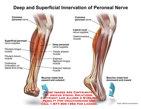Deep And Superficial Innervation Of Peroneal Nerve