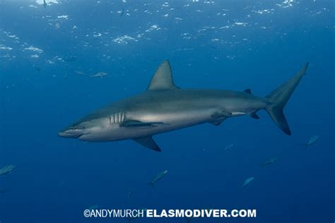Galapagos Shark Pictures