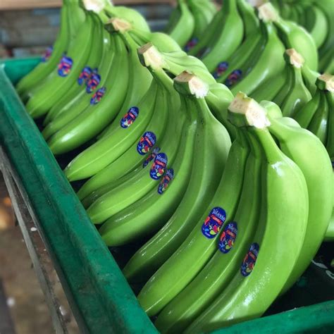 Fresh Bananasgreen Bananascavendish Bananassouth Africa Price