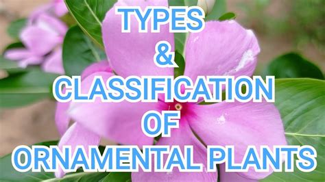 Types And Classification Of Ornamental Plants Youtube