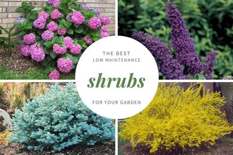 21 Low Maintenance Shrubs Anyone Can Grow Gardenoid