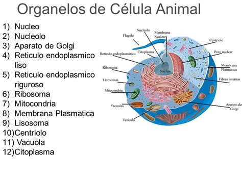 Organelos Dela Celula Eucariota Y Sus Funciones Compa Vrogue Co