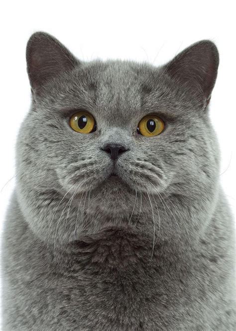 British Shorthair Cat Catwiki Cat Breeds British Blue Cat Cats
