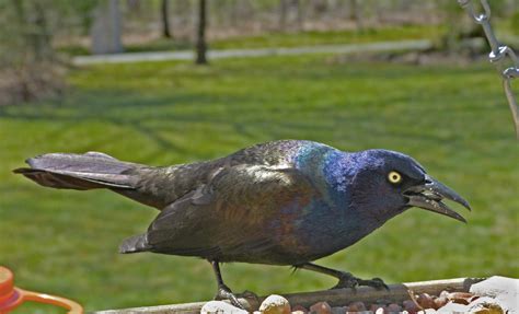 Grackles Find My Feeders Feederwatch