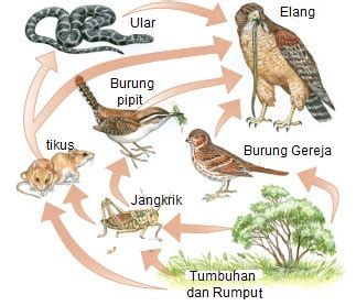 Apa kamu pernah mendengar tentang rantai makanan dan jaring makanan? Buatlah jaring-jaring makanan dengan ekosistem hutan ...